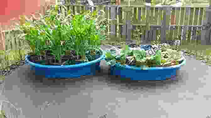 A Backyard Trampoline Transformed Into A Thriving Vegetable Patch, Filled With Lush Green Plants And Ripening Tomatoes. From Trampoline To Vegetable Patch