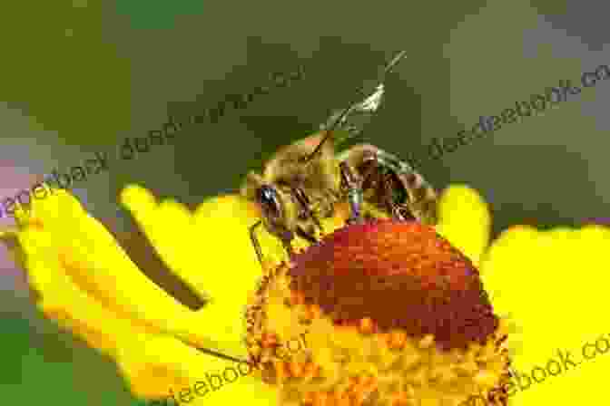 A Bee Diligently Collecting Nectar From A Yellow Wildflower, Symbolizing The Symbiotic Relationship Between Wildflowers And Pollinators. The Of Wild Flowers: Color Plates Of 250 Wild Flowers And Grasses