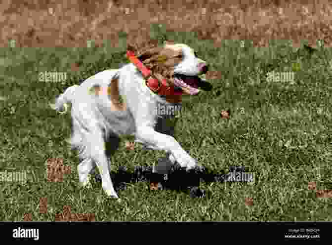 A Brittany Running Through A Field The Complete Guide To The Brittany: Selecting Preparing For Feeding Socializing Commands Field Work Training And Loving Your New Brittany Spaniel Puppy