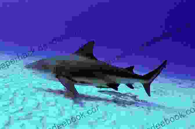 A Bull Shark Swimming In A River. JAWS The Biggest Bite Sharks For Kids (Fun Facts Trivia) Children S Marine Life