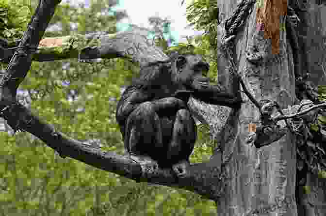 A Chimpanzee Sitting In A Tree Intelligent Animals You Need To Meet Animal Age 8 Children S Animal