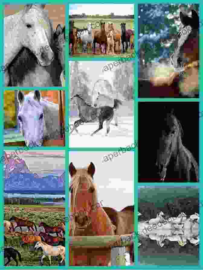 A Collage Of Various Horse Breeds, Each With Unique Characteristics And Origins Farm Animals: Horses (21st Century Junior Library: Farm Animals)