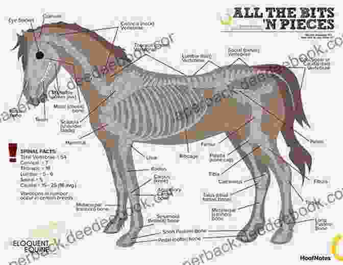 A Detailed Diagram Of A Horse's Anatomy, Showcasing Its Complex Skeletal Structure, Musculature, And Internal Organs Farm Animals: Horses (21st Century Junior Library: Farm Animals)