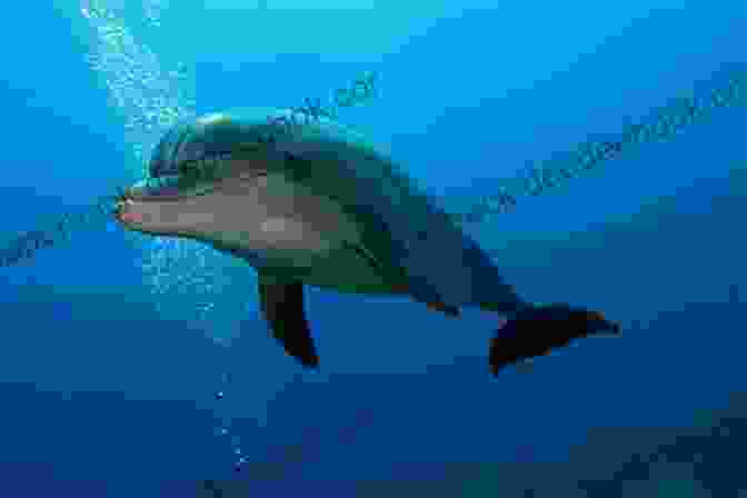 A Dolphin Swimming In The Ocean Intelligent Animals You Need To Meet Animal Age 8 Children S Animal