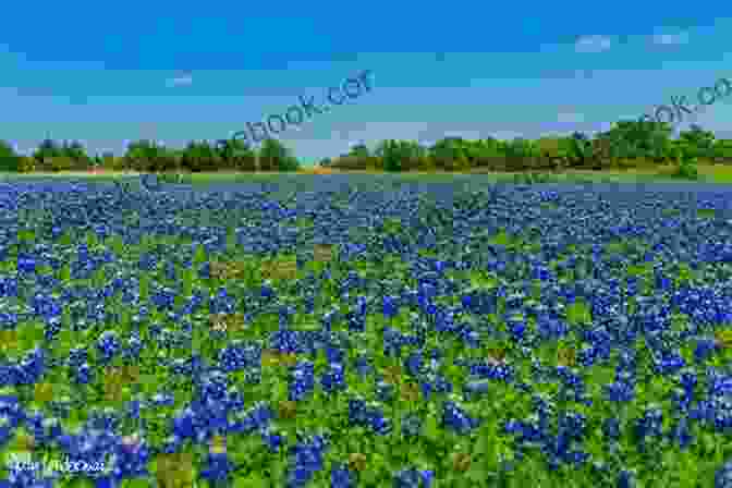 A Field Of Bluebonnets In Bloom Along A Texas Highway Motorcycle Dreaming Riding The Beauty Way Chapter 08 Beguiled By Bluebonnets