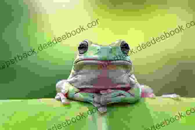 A Frog Sitting On A Leaf In The Jungle It S A Jungle Out There Jungle Animals For Kids Children S Environment