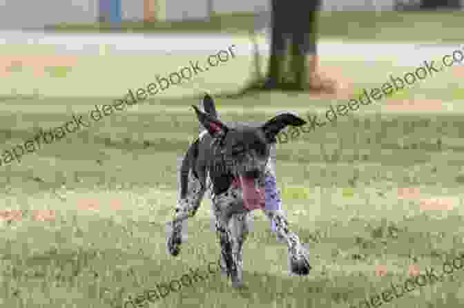 A German Shorthaired Pointer Running Through A Field German Shorthaired Pointer: The Complete Owners Guide