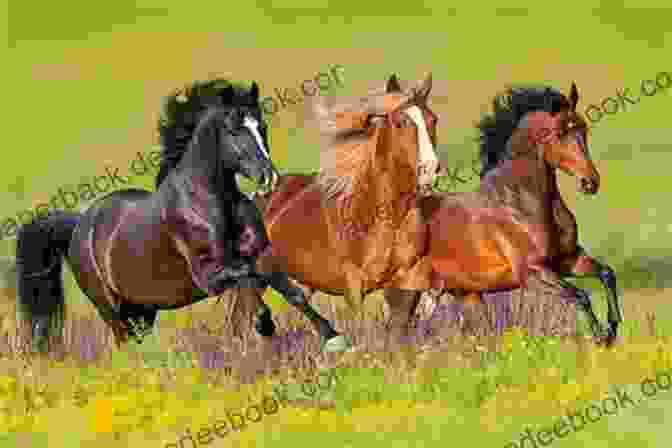 A Group Of Horses Galloping Across A Meadow, Symbolizing The Bright Future Of Equines Farm Animals: Horses (21st Century Junior Library: Farm Animals)