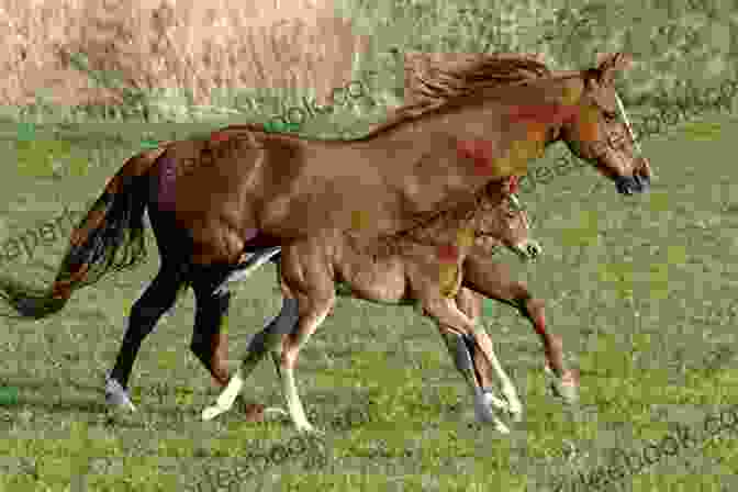 A Mare And Her Foal Interacting In A Pasture, Exemplifying The Complex Social Relationships Among Horses Farm Animals: Horses (21st Century Junior Library: Farm Animals)