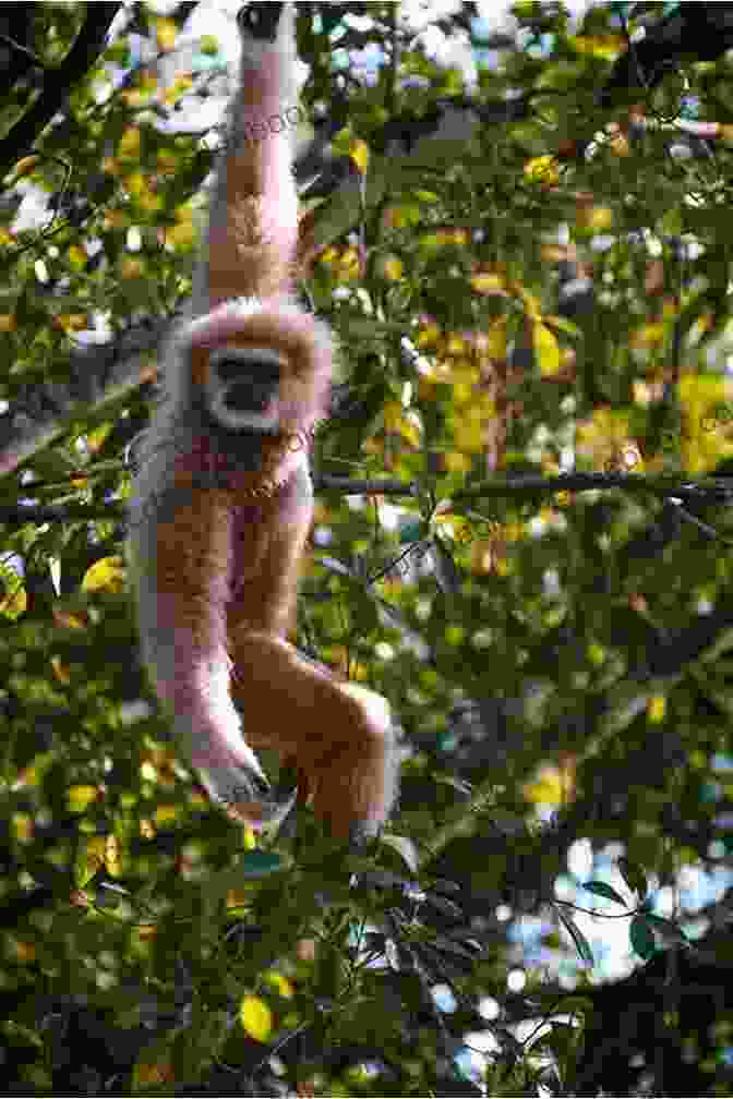 A Monkey Swinging From A Branch In The Jungle It S A Jungle Out There Jungle Animals For Kids Children S Environment