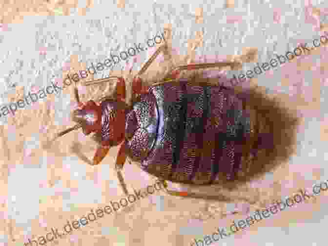 A Photo Of A Bed Bug Public Health Official BLACK BEAUTY: With 17 Illustrations And A Free Audio Link