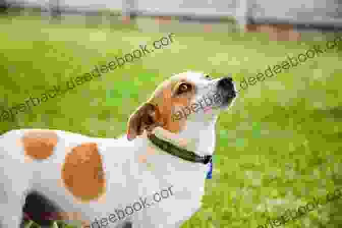 A Photo Of A Rescue Dog Looking Up At The Camera With Hopeful Eyes Rescue My Heart (An Animal Magnetism Novel 3)