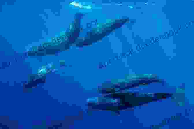 A Pod Of Sperm Whales, Known For Their Distinctive Boxy Heads, Socialize At The Ocean's Surface Big Baby S Of Life In The Sea: Amazing Animals That Live In The Water Baby Toddler Color