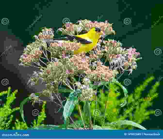 A Small Bird Perched Atop A Wildflower, Seeking Refuge Amidst The Abundance Of Wildflowers. The Of Wild Flowers: Color Plates Of 250 Wild Flowers And Grasses