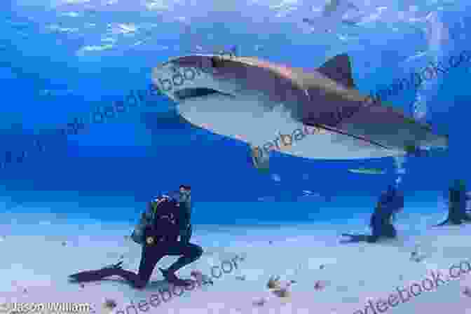 A Tiger Shark Swimming In The Ocean. JAWS The Biggest Bite Sharks For Kids (Fun Facts Trivia) Children S Marine Life