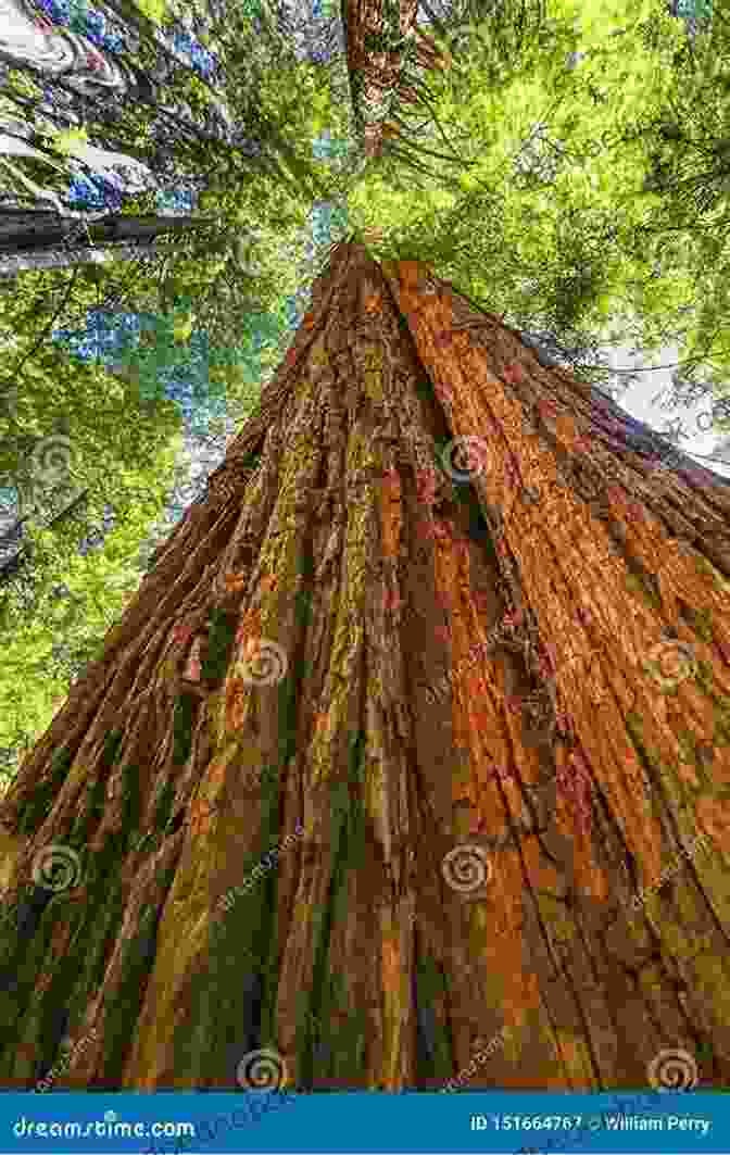 A Towering Redwood Tree In Redwood National Park, California, Reaching Towards The Sky. Pines To Palms: A West Coast Road Trip Adventure