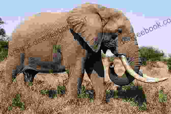 An Elephant Standing In A Field Intelligent Animals You Need To Meet Animal Age 8 Children S Animal