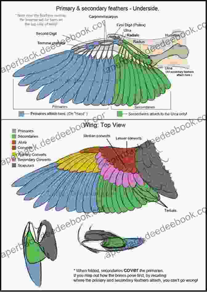 Diagram Of Bird Anatomy, Showing The Wings, Feathers, And Other Adaptations For Flight Do All Birds Fly? Animal For Children Children S Animal