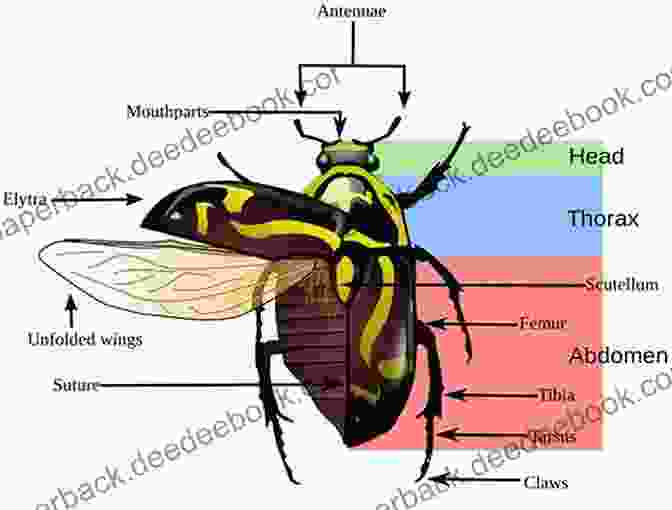 Diagram Of Insect Anatomy Discovering Winged Insects Animal Age 8 Children S Animal