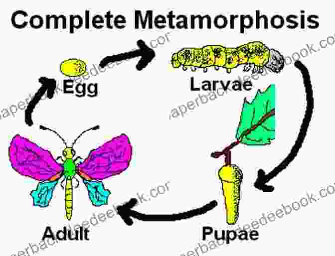 Diagram Of Insect Metamorphosis Discovering Winged Insects Animal Age 8 Children S Animal