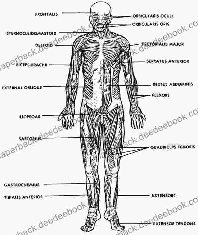 Diagram Of The Muscular System Human Body To The Muscular System Children S Anatomy Physiology Edition