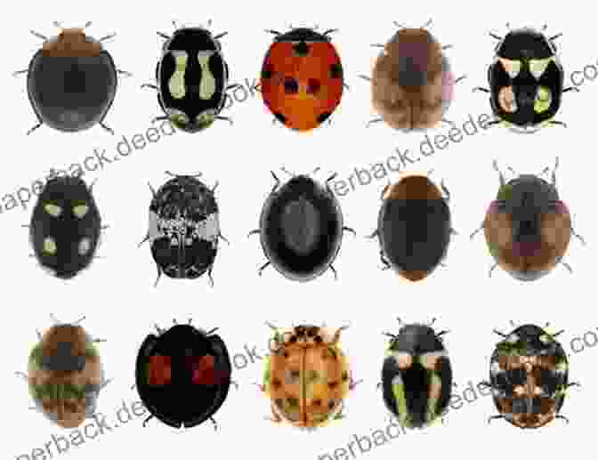 Different Species Of Ladybugs Let S Learn About The Ladybug Fun Facts About Nature S Colorful Beetle