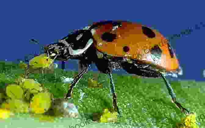 Ladybug Eating An Aphid Let S Learn About The Ladybug Fun Facts About Nature S Colorful Beetle