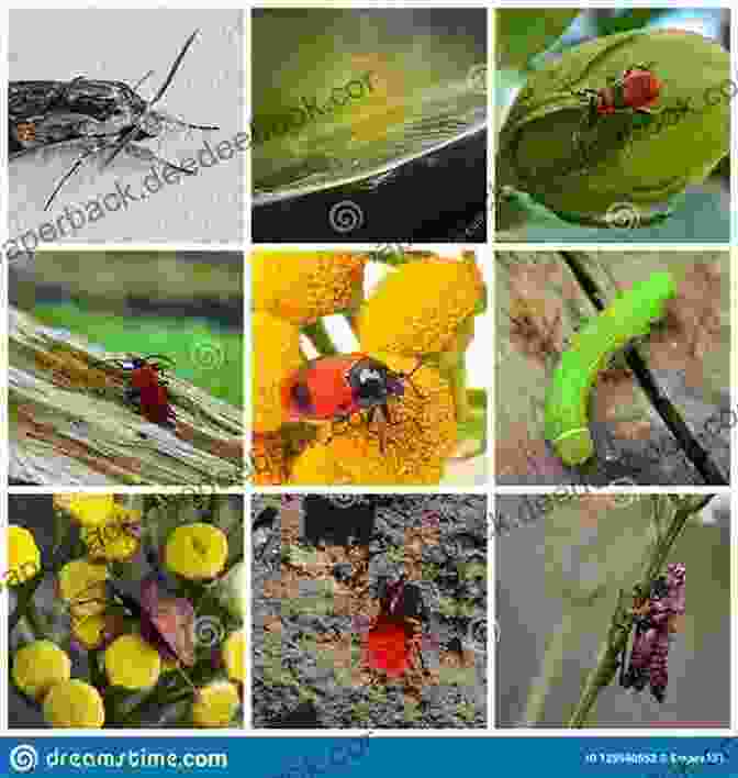 Photographs Of Insects In Different Habitats Discovering Winged Insects Animal Age 8 Children S Animal