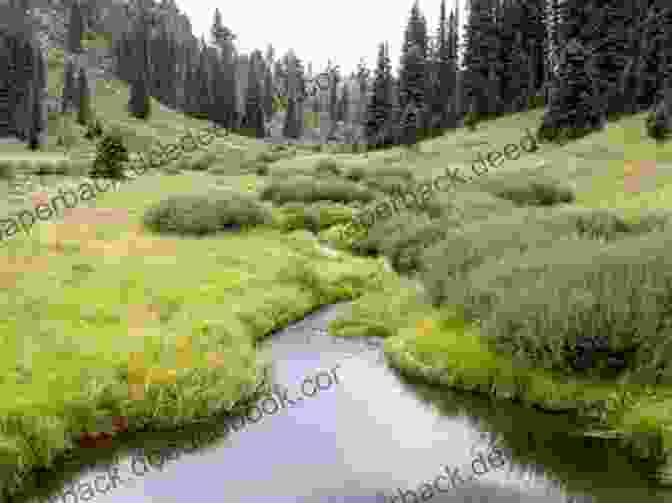 Tess Thompson's Photograph Of A Winding Hiking Trail Through The Lush Forests Of The Riverbend River Valley Riverbend (River Valley 2) Tess Thompson