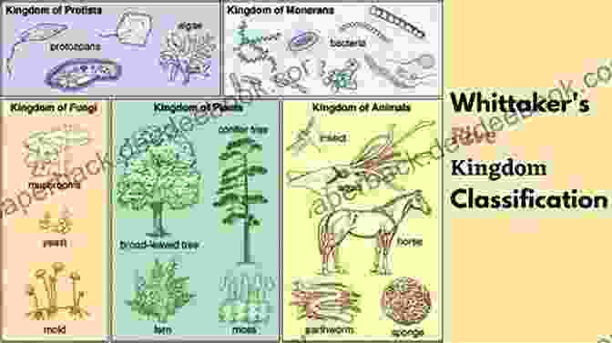 The Five Kingdom System The Five Kingdom System Classifying Living Things Of Science For Kids 5th Grade Children S Biology